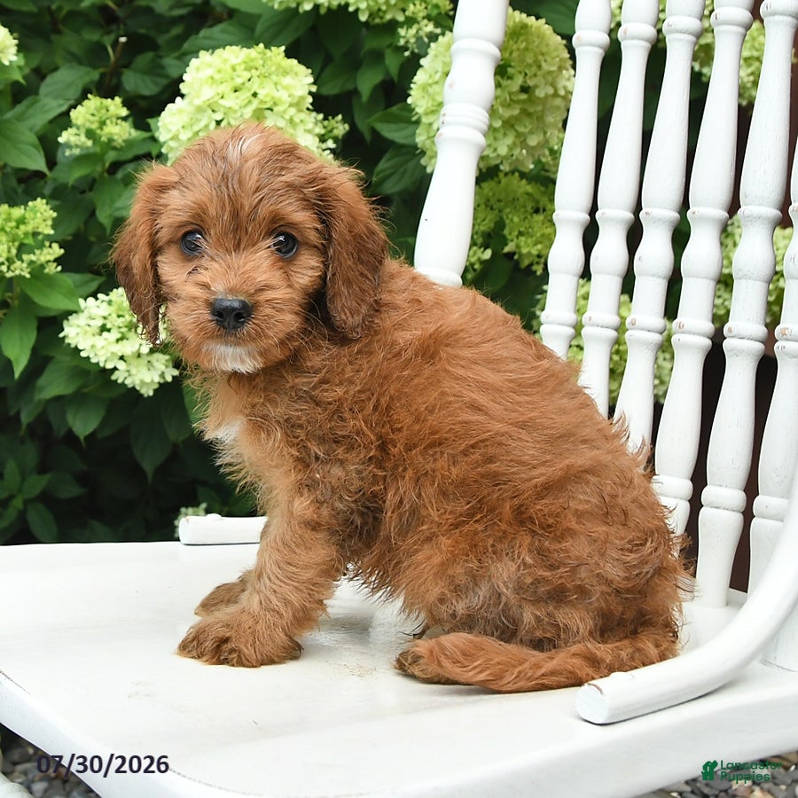 Cavapoo dogs Dusty - Ad 2