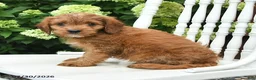 Cavapoo dogs for sale: Dusty - Ad 2
