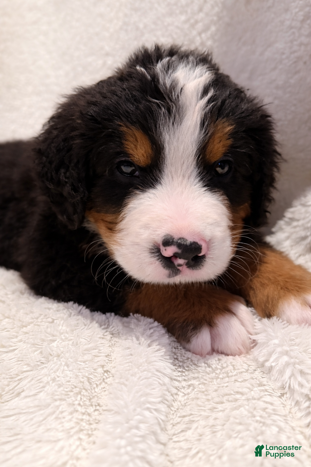 Bernese Mountain Dog dogs Grey Boy - Ad 1