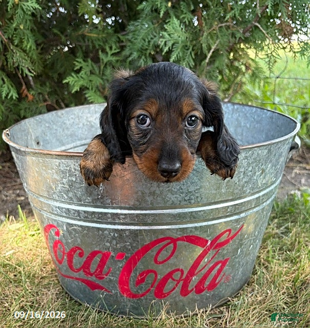 Miniature Dachshund dogs Dominic - Ad 2
