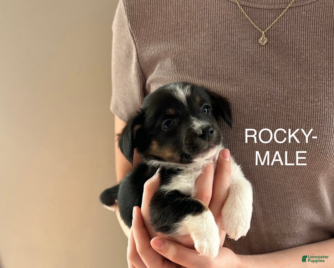 Mixed Breed dogs Rocky - Ad 37