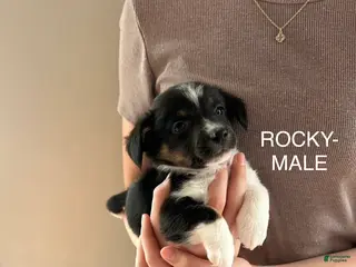 Mixed Breed dogs Rocky - Ad 28