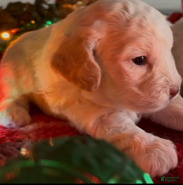 Shorkie dogs Shorkie Puppy 2 - Ad 26