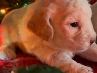 Shorkie dogs Shorkie Puppy 2 - Ad 28