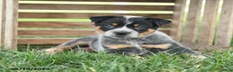 Australian Cattle Dog dogs for sale: Blizzard - Ad 1