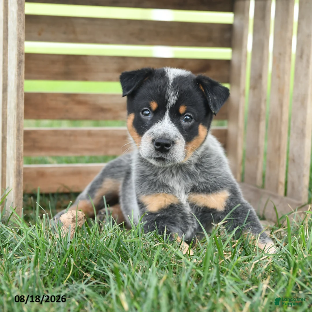 Australian Cattle Dog dogs for sale: Blizzard - Ad 1