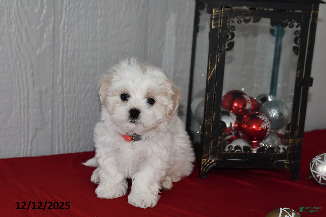 Maltese dogs for sale: Casper - Ad 2