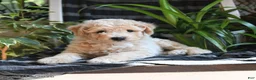 Bichpoo dogs for sale: Bentley - Ad 4