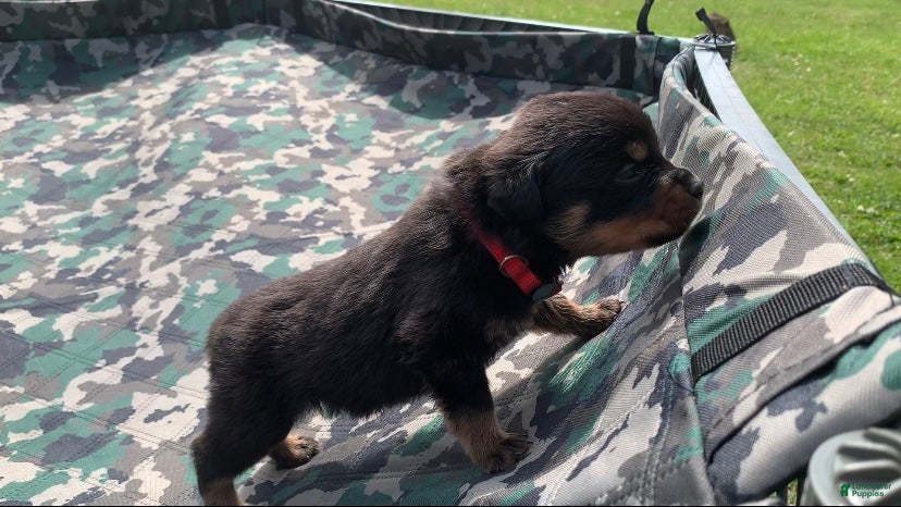 Rottweiler dogs Red Male - Ad 5