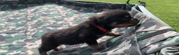 Rottweiler dogs for sale: Red Male - Ad 1