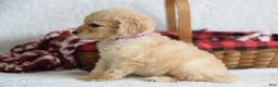 Goldendoodle dogs for sale: Goldendoodle Puppy 4 - Ad 3