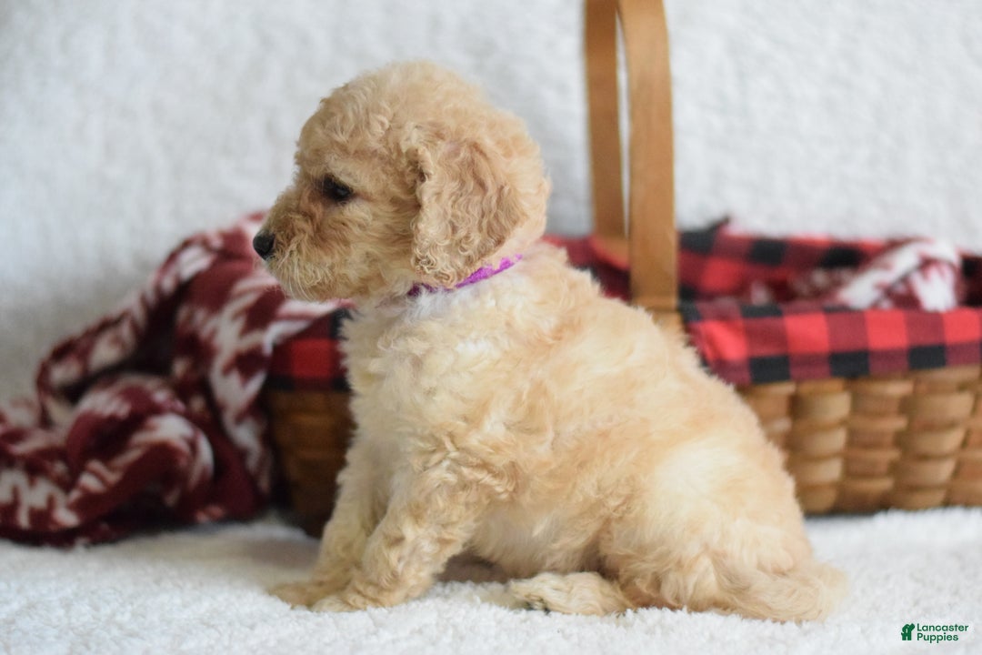 Goldendoodle dogs for sale: Goldendoodle Puppy 4 - Ad 3