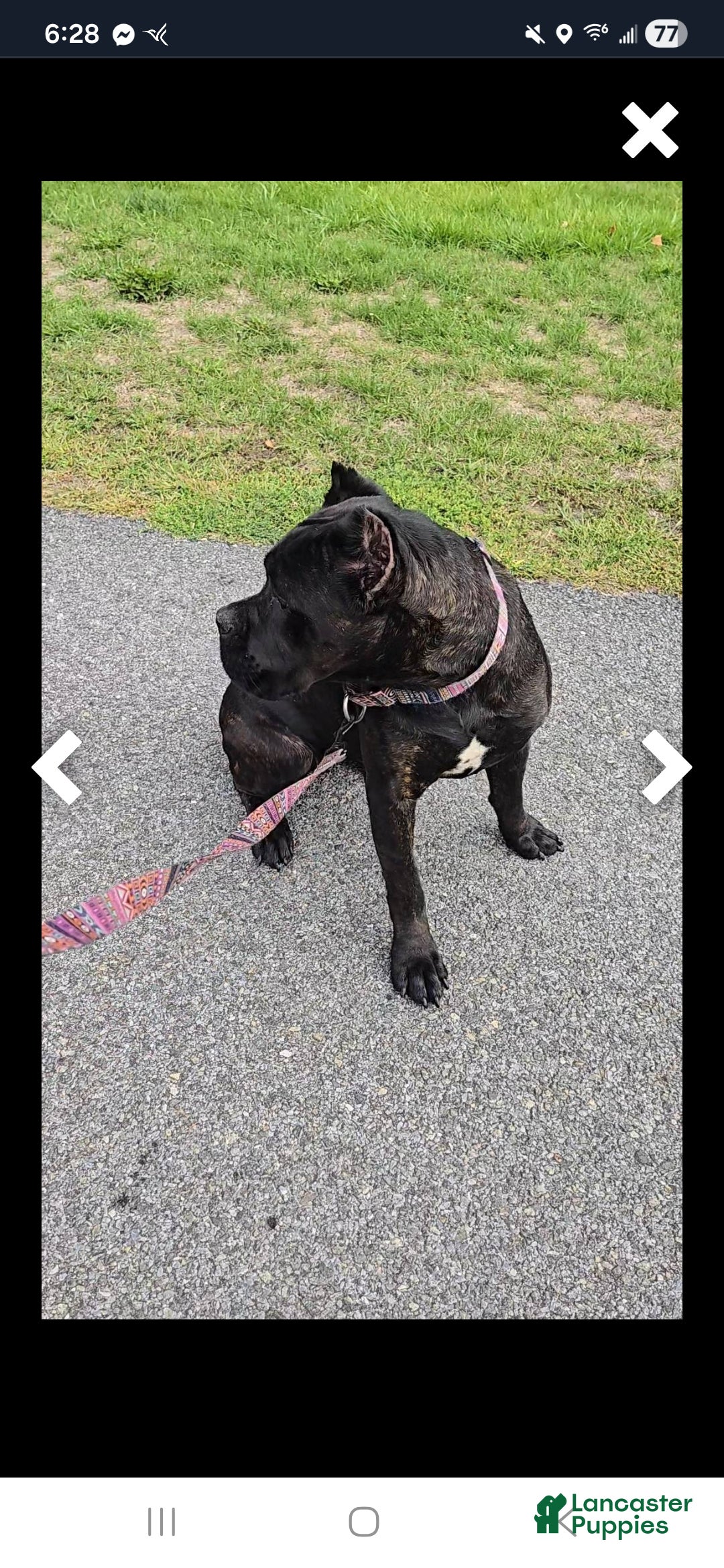 Cane Corso dogs for sale: Cane Corso Puppy 1 - Ad 4