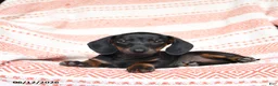Miniature Dachshund dogs for sale: Mischief - Ad 3