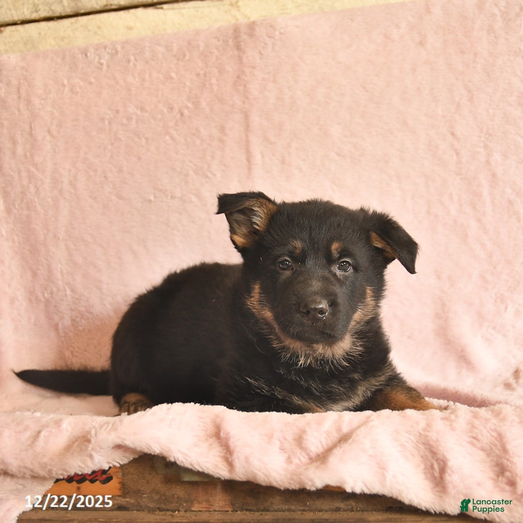 German Shepherd dogs for sale: Boots  - Ad 5