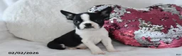 Boston Terrier dogs for sale: Debbie - Ad 1