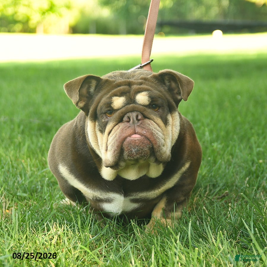 English Bulldog dogs Bagel  - Ad 2