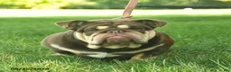 English Bulldog dogs for sale: Bagel  - Ad 2