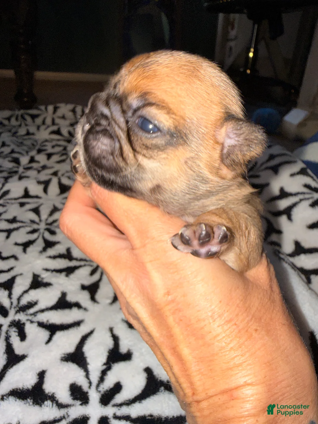 French Bulldog dogs for sale: French Bulldog Puppy 3 - Ad 10