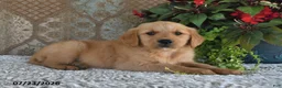 Golden Retriever dogs for sale: Dozer - Ad 2