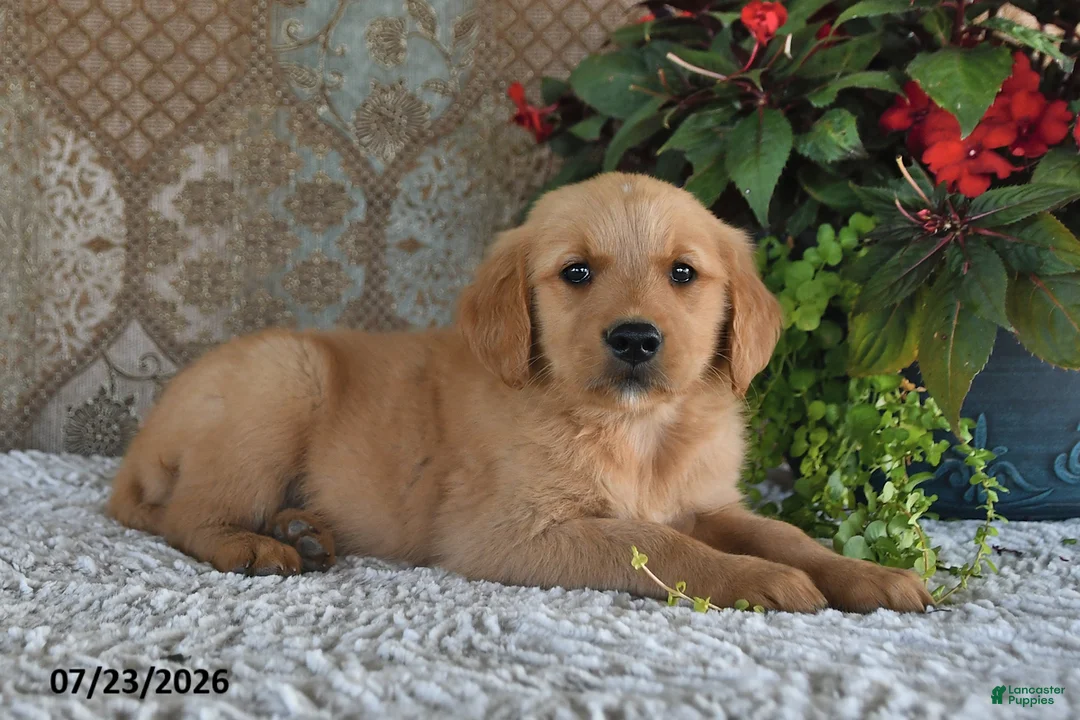 Golden Retriever dogs for sale: Dozer - Ad 2