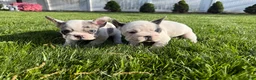 French Bulldog dogs for sale: Motlo - Ad 6