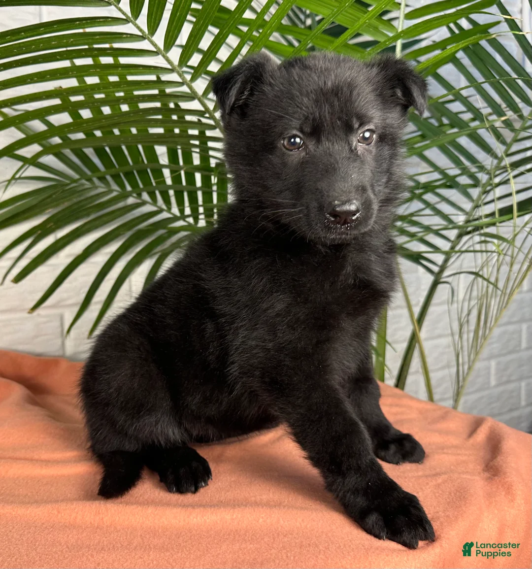 German Shepherd dogs for sale: Shadow - Ad 5
