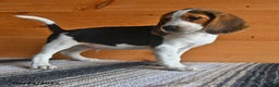 Beagle dogs for sale: Hugo - Ad 7