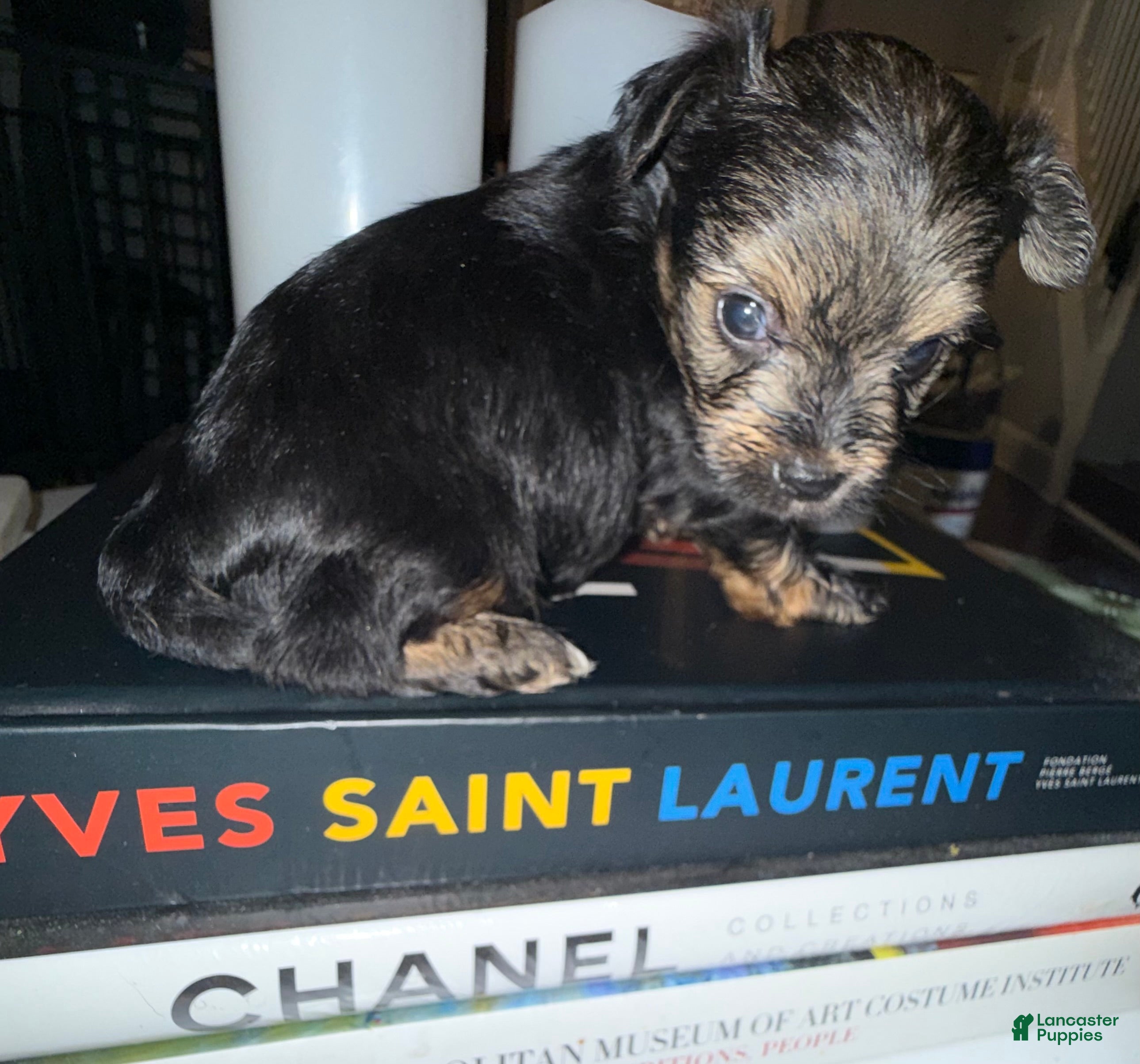Yorkshire Terrier dogs Eclipse  - Ad 1