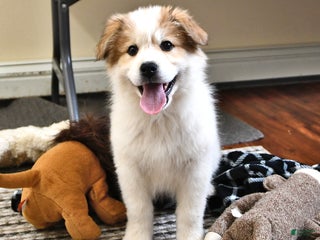 Great Pyrenees dogs Macy - Ad 29