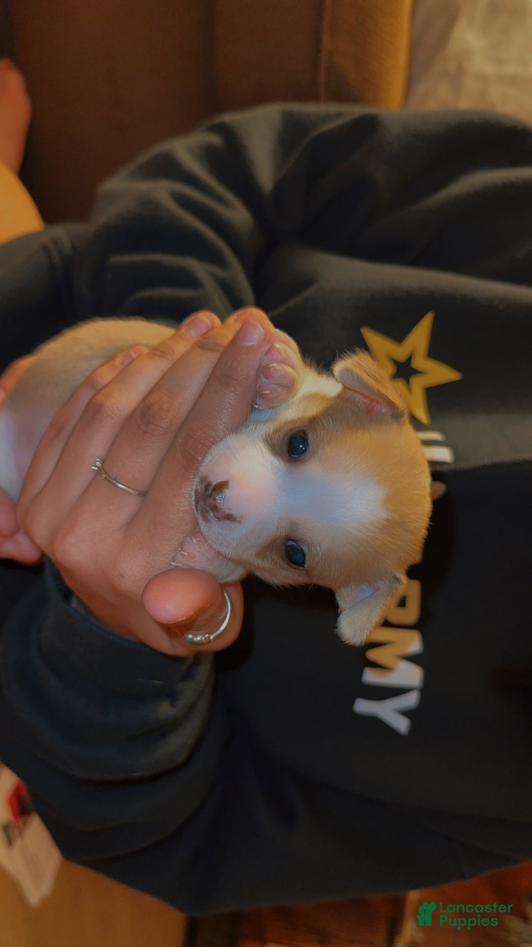 Chihuahua dogs for sale: Niece - Ad 1