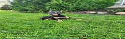 Doberman Pinscher dogs for sale: Kash - Ad 3