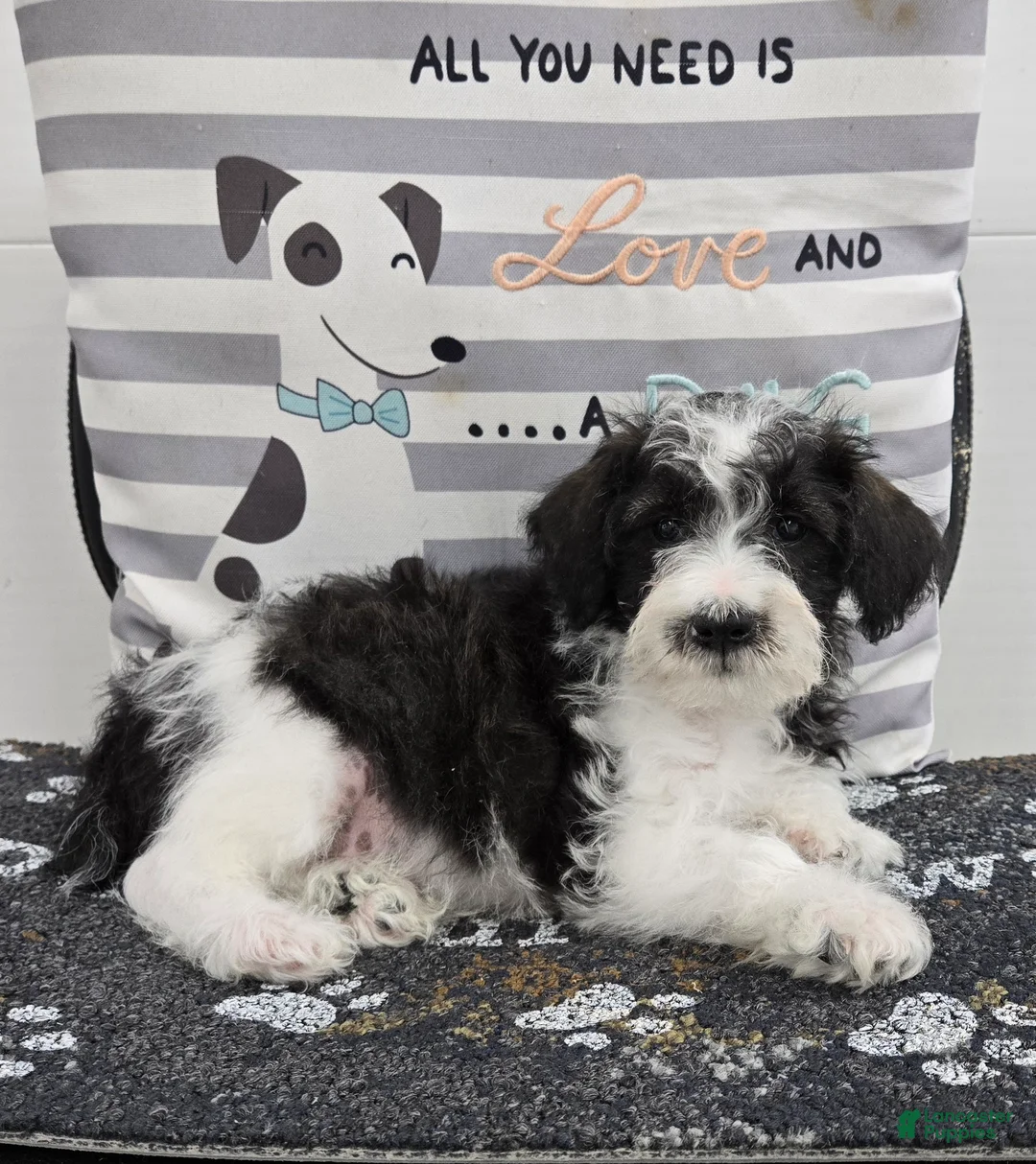 Schnoodle dogs for sale: Dusty - Ad 5