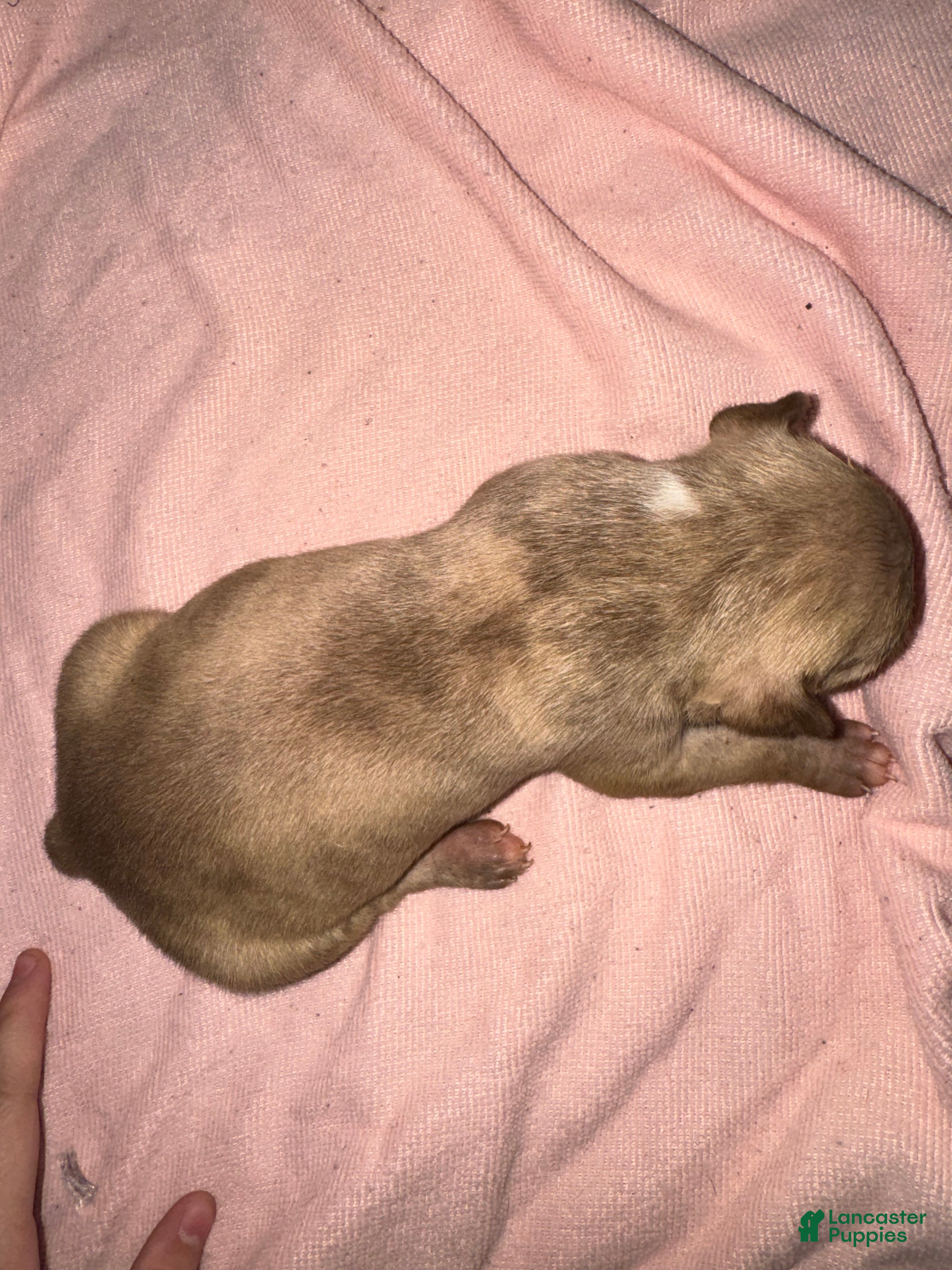 American Pit Bull Terrier dogs American Pit Bull Terrier Puppy 4 - Ad 17