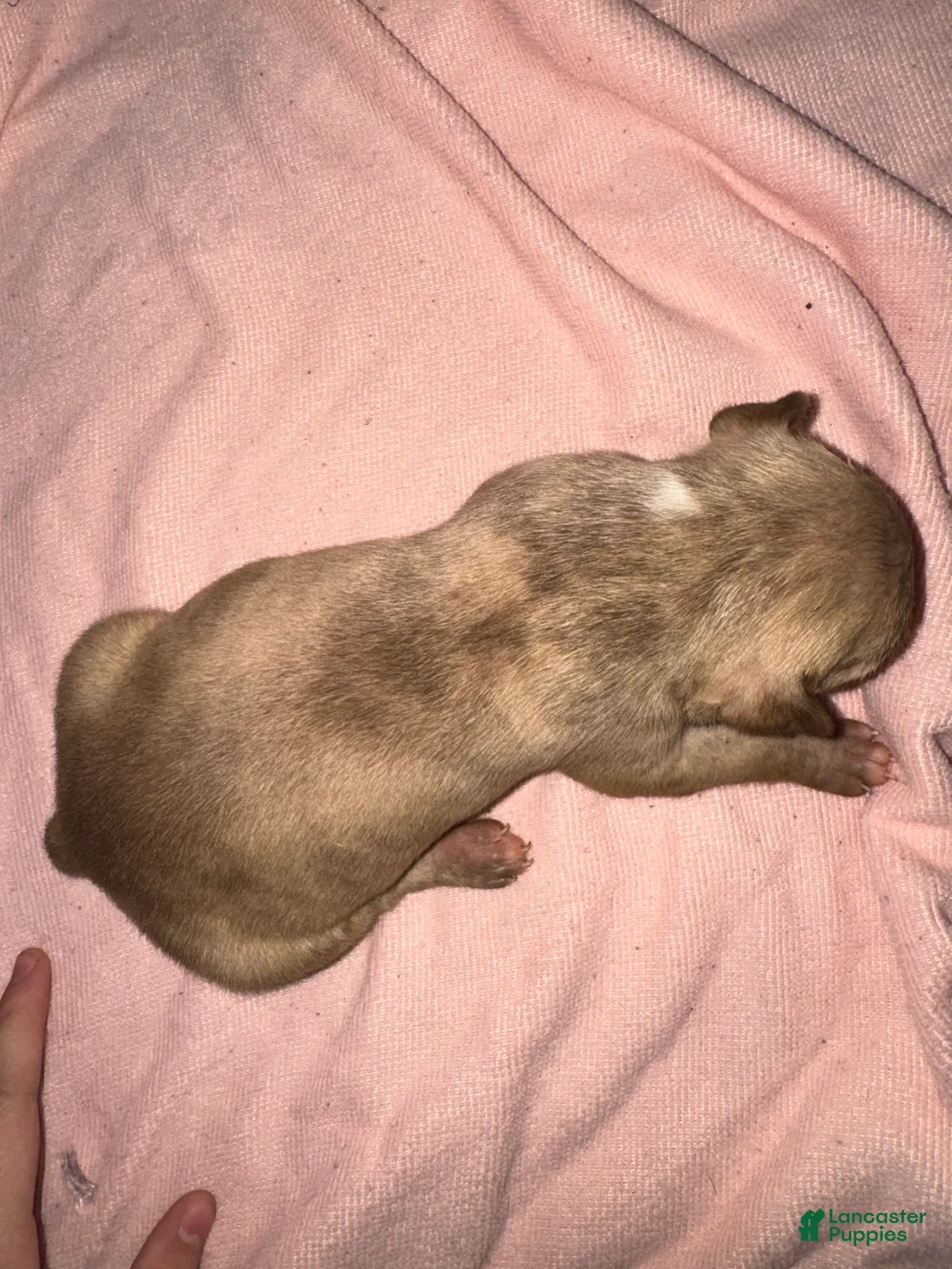 American Pit Bull Terrier dogs for sale: American Pit Bull Terrier Puppy 4 - Ad 1