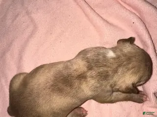 American Pit Bull Terrier dogs American Pit Bull Terrier Puppy 4 - Ad 17