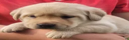 Labrador Retriever dogs for sale: Meadow  - Ad 13