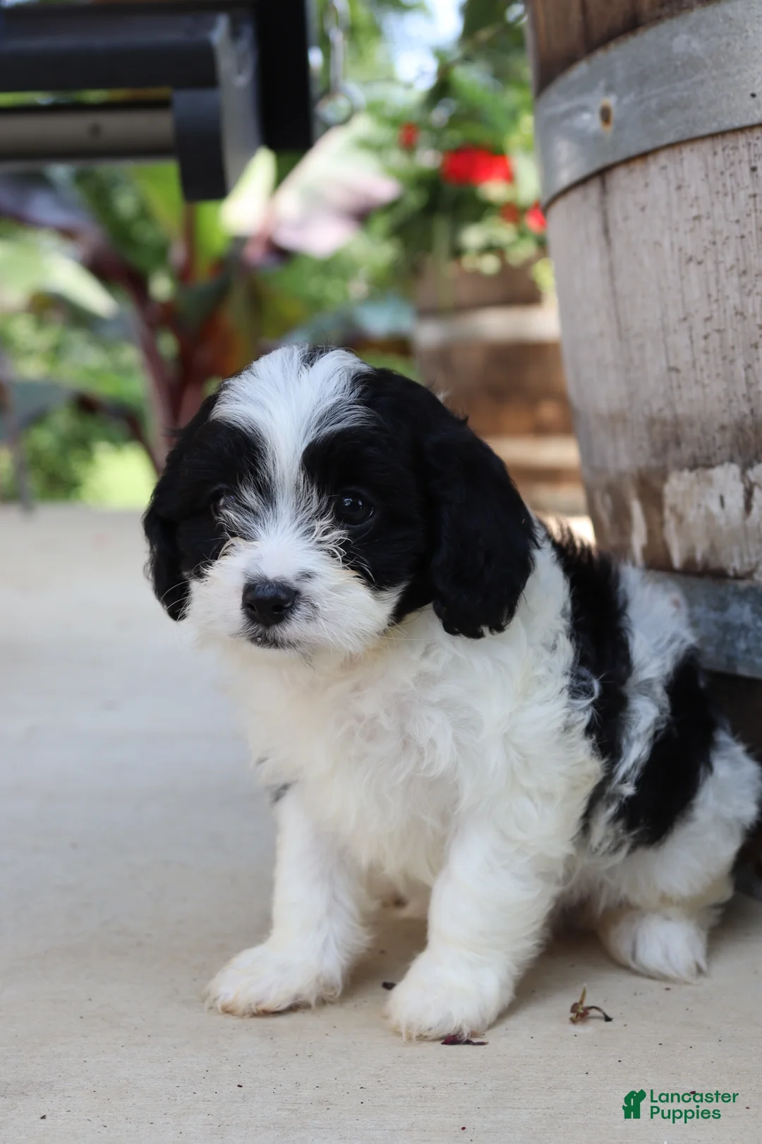Cavapoo dogs for sale: Étouffée - Ad 16