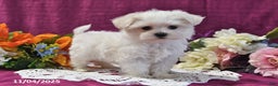 Maltese dogs for sale: Spencer - Ad 1