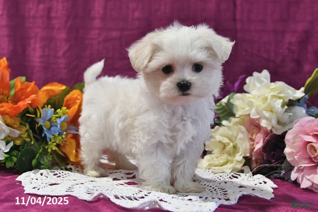 Maltese dogs for sale: Spencer - Ad 1