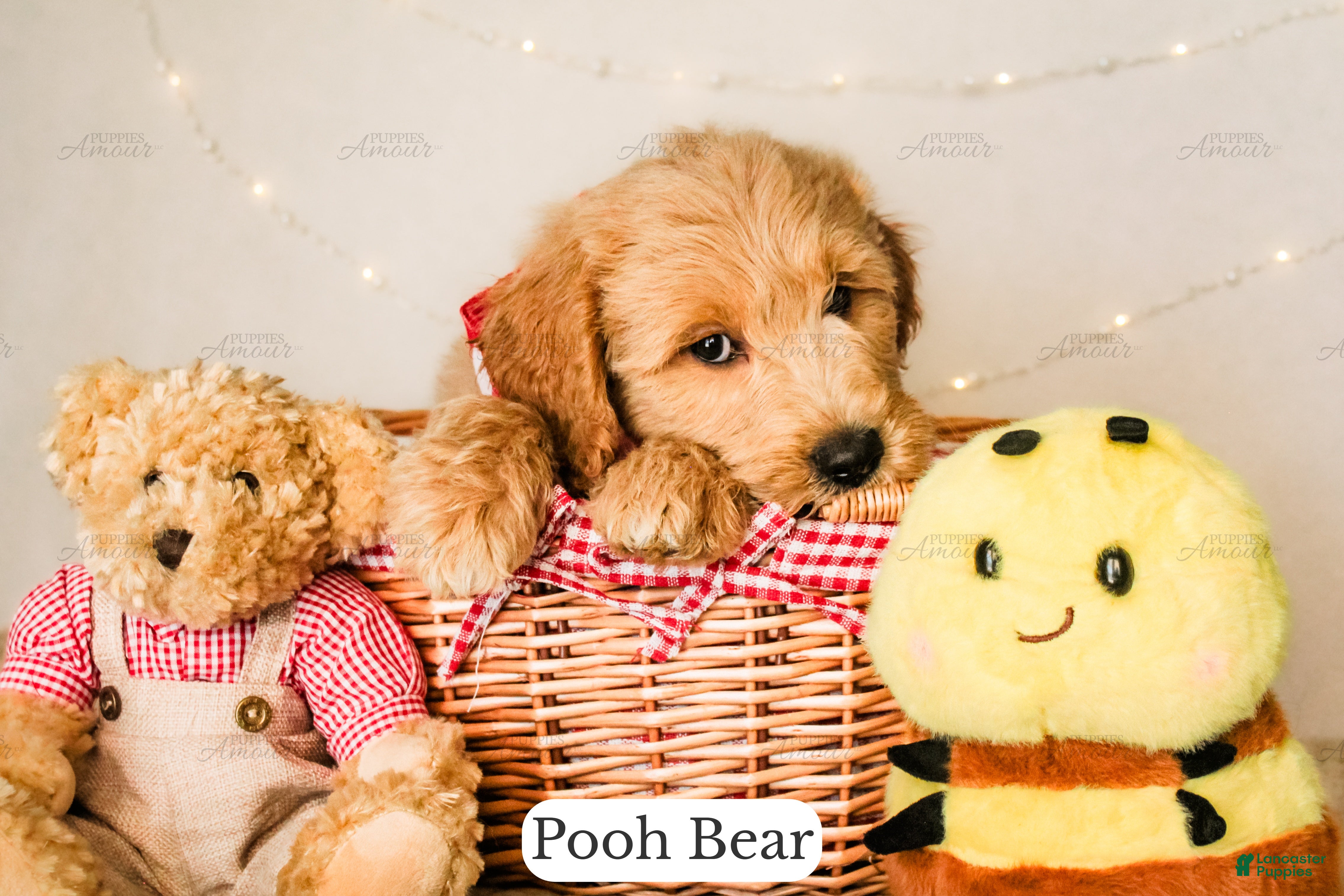 Goldendoodle dogs Pooh Bear - Ad 2