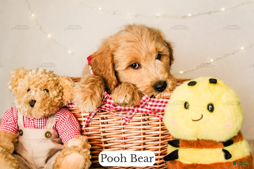 Goldendoodle dogs for sale: Pooh Bear - Ad 2