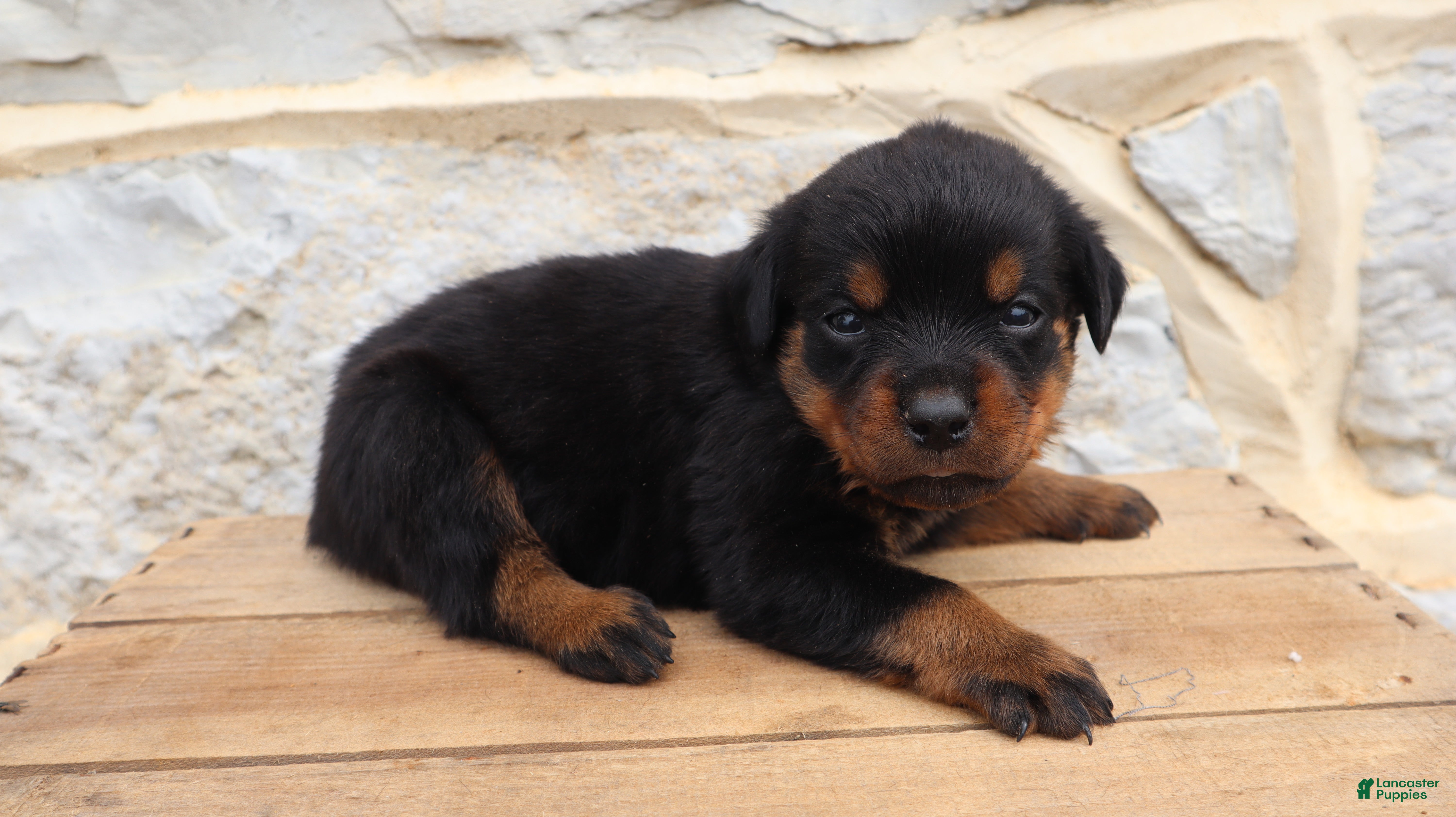 Rottweiler dogs Birkitt - Ad 2