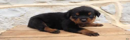 Rottweiler dogs for sale: Birkitt - Ad 2