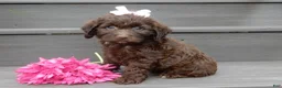 Cockapoo dogs for sale: Molly - Ad 3