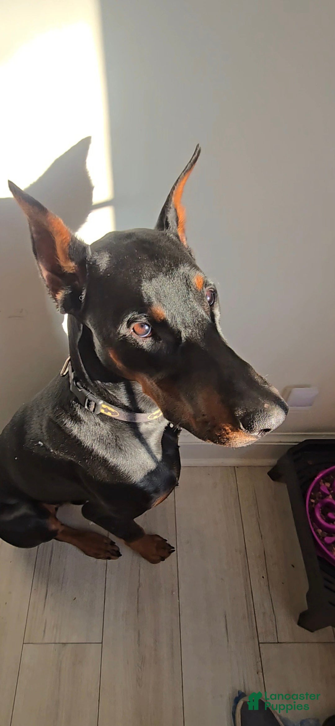 Doberman Pinscher dogs Prince Charming - Ad 26