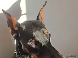 Doberman Pinscher dogs Prince Charming - Ad 26