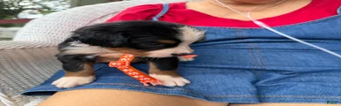 Bernese Mountain Dog 5. Orange collar 