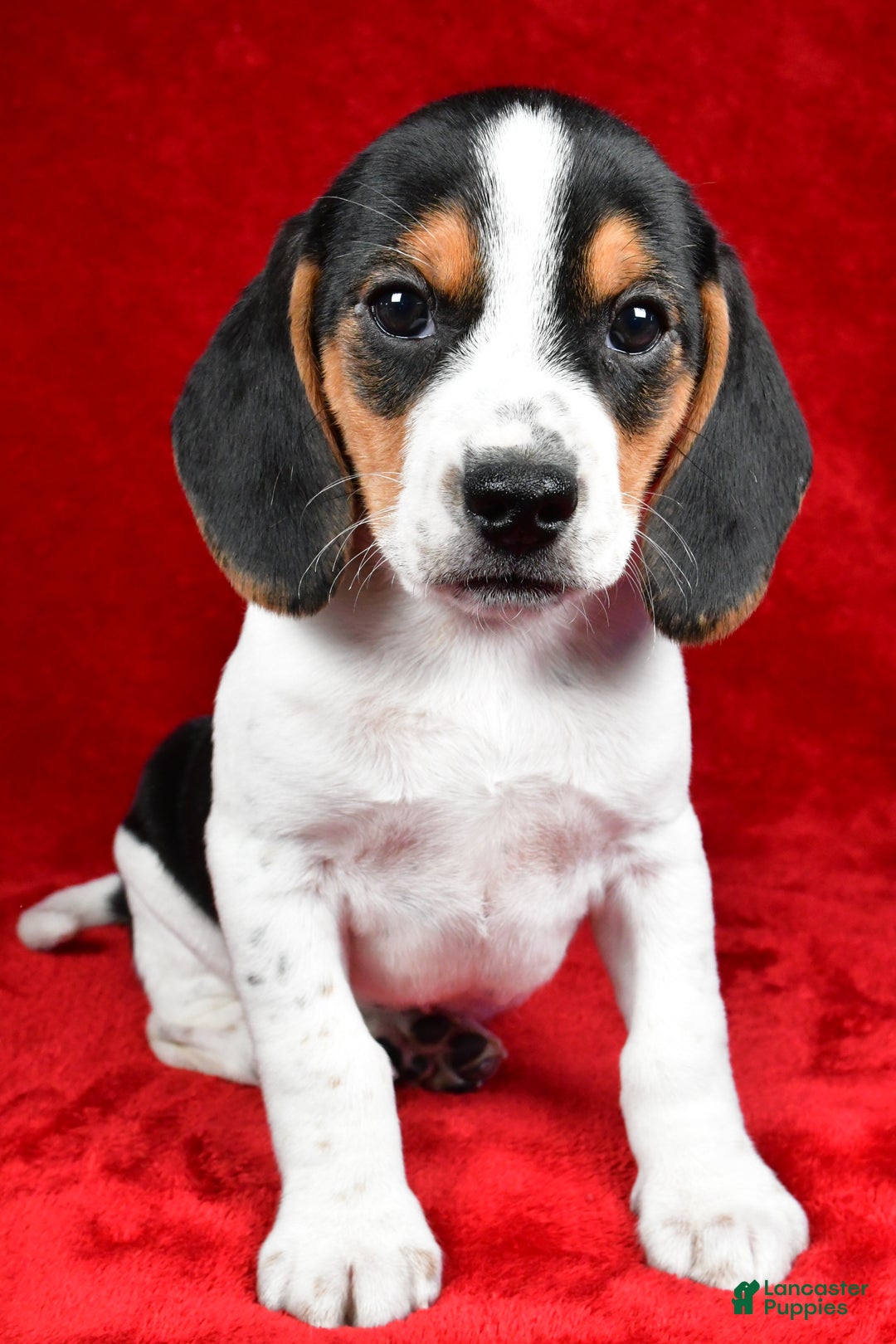 Beagle dogs for sale: Allen - Ad 1