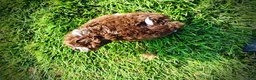 Havapoo dogs for sale: Dexter - Ad 6